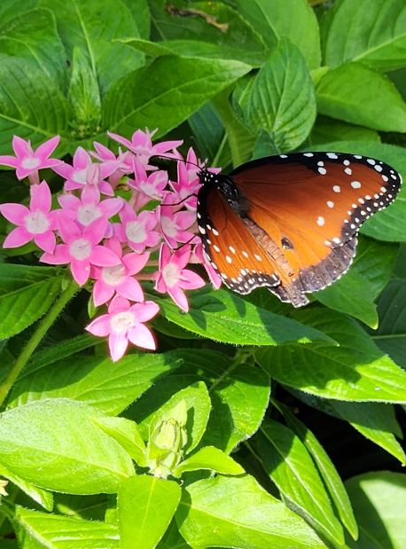 butterfly garden